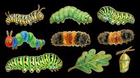 Colorful caterpillar clipart set with leaf and cocoon, isolated on transparent background. Great for t-shirt design, stickers, print on demand, and sublimation.
