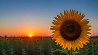 Bright sunflower blooms in field during golden hour sunset with warm orange sky creating peaceful agricultural landscape for summer farming concepts.
