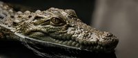 Close-up portrait of crocodile head showing detailed scaly skin texture and piercing amber eye. Wildlife photography capturing reptilian features and natural patterns.