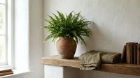 Potted fern plant in terracotta vase on wooden shelf with books and fabric, bright window light, minimalist home decor styling.