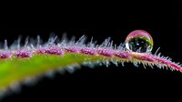 Water droplet on green leaf with pink edges and fine hairs creating natural macro photography with black background for botanical and nature themes.