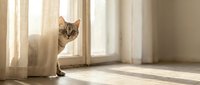 Curious tabby cat peeking around white door frame in bright sunlit room with warm natural lighting and soft shadows on wooden floor.