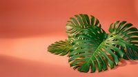 Tropical green monstera leaves with natural holes and splits against warm coral orange background, suitable for botanical design, home decor, and wellness branding projects.