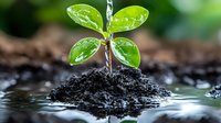 Young green seedling growing from fertile soil with water drops on leaves, environmental concept showing new life and growth in nature. Fresh spring sprout.