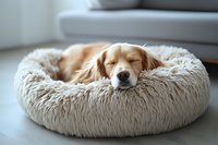Adorable golden retriever puppy sleeping peacefully in cozy round pet bed at home. Comfortable dog resting indoors on soft fluffy cushion for relaxation.