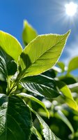 Fresh green leaves backlit by bright sunlight against blue sky, showing detailed leaf veins and natural texture in macro photography.