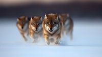 Pack of wolves running through deep snow in winter landscape with motion blur background creating dynamic wildlife scene.