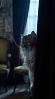 Long-haired gray tabby cat with striking green eyes peeking between dark curtains indoors. Suitable for pet, home decor, and lifestyle content.