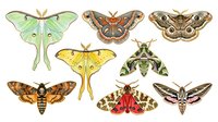 Luna moths and various moth species displayed in scientific illustration style, featuring detailed wing patterns, antennae, and natural coloring in green, yellow, brown, and red tones for educational and design purposes.