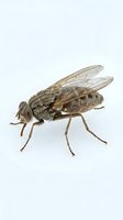 Detailed macro shot of a brown fly with transparent wings isolated on white background, suitable for educational materials, pest control resources, and scientific publications.