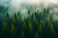 Misty morning fog drifts through dense evergreen forest canopy, sunlight illuminating pine treetops in ethereal atmospheric scene. Perfect for nature and environmental themes.