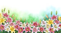 Watercolor lily flowers border with pink yellow white blooms on soft green blue background for spring summer floral design projects and decorations.