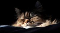 Sleeping long-haired calico cat face in dramatic lighting against dark background, whiskers and fur detail highlighted by soft natural light. Peaceful pet portrait.