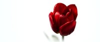 Red tulip with soft focus on white background, isolated flower for spring designs, greeting cards, and botanical projects.