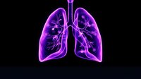 Glowing purple human lungs anatomy with bronchial tree on black background for medical education and healthcare presentations.