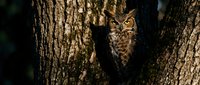Great horned owl perched in a tree crevice, blending with bark texture in a dark forest, showcasing natural camouflage and wildlife beauty.