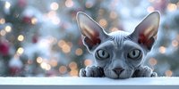 Adorable hairless sphynx kitten with large ears and blue eyes resting on white surface against festive bokeh lights background for holiday pet photography.