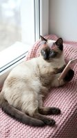 Siamese cat wearing round sunglasses lounging on pink knitted blanket by window, relaxed pet enjoying sunny day indoors for lifestyle and humor content.