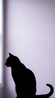 Black cat silhouette sitting by window with soft purple lighting creating moody atmospheric scene for pet photography and home decor projects.