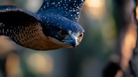 Close-up portrait of blue-black snake with golden eyes and detailed scales in natural outdoor setting with soft bokeh background lighting.