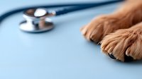 Dog paw and stethoscope on blue medical background, veterinary care concept for animal health and wellness services at pet clinic.
