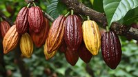 Fresh cacao pods in various ripening stages hanging from branch, showing natural color progression from yellow to deep burgundy among green foliage.