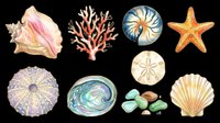 Seashells, starfish, sea urchins, and coral isolated on transparent background. Ready for t-shirt designs, clipart, stickers, sublimation, and print-on-demand products.