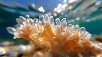 Underwater macro photography of soft coral polyps with sunlight bokeh effect through ocean surface, showing delicate orange tentacles in crystal clear water.