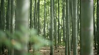 Dense bamboo forest with tall green stalks creating natural corridors and filtered sunlight for zen meditation and nature photography backgrounds.
