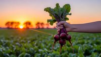Hand holding fresh organic radishes with green leaves at sunset in agricultural field with warm golden light and blurred background.