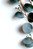 Fresh eucalyptus leaves and seed pods arranged on white background creating minimal botanical composition with copy space for wellness designs.