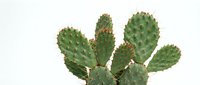 Isolated prickly pear cactus with green paddles and spines on white background, ready for design projects, botanical illustrations, and decorative applications.