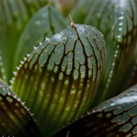 Fresh green hosta leaves with water droplets after morning rain, showing detailed leaf texture and natural garden foliage for landscaping projects.
