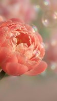 Coral peony bloom with water droplets in soft focus garden setting, suitable for spring floral designs, greeting cards, and botanical backgrounds.