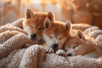 Adorable Shiba Inu puppies sleeping together under cozy knitted blanket, perfect for pet care blogs, veterinary websites and social media content about dog breeding and animal wellness.