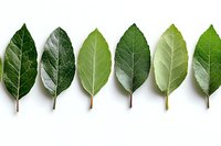 Fresh green leaves arranged in row on white background, showing natural gradient and variation in color tones. Isolated botanical composition for design use.