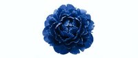 Deep blue peony flower bloom isolated on white background for floral design projects and decorative applications.