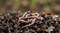Earthworms in soil, close-up macro photography showing natural composting and garden ecosystem. Worms aid in soil aeration and nutrient cycling for agriculture and gardening.