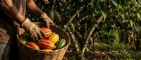 Farmer harvesting fresh organic vegetables in wicker basket during golden hour sunlight in garden with lush green foliage background for healthy eating concepts.