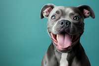 Happy gray pit bull terrier with bright blue eyes and wide smile against turquoise background, showing friendly and playful expression. Studio portrait captures joyful pet personality.