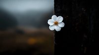 Single white flower blooming on dark background with soft bokeh effect creates dramatic contrast and moody atmosphere, suitable for minimalist nature photography.