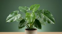 Potted houseplant with large green variegated leaves against neutral background, isolated for interior design, home decor, and botanical content use.