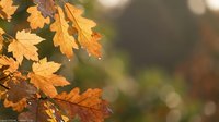 Autumn oak leaves in warm golden sunlight with soft bokeh background creating peaceful fall season atmosphere for seasonal marketing and nature content.