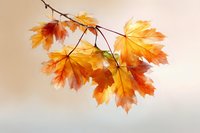 Vibrant autumn maple leaves with golden and red hues on branch against soft beige background, showcasing seasonal foliage transformation.
