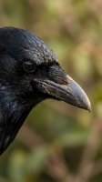 Close-up portrait of black crow head with detailed feathers and beak against blurred natural background for wildlife photography and nature content.