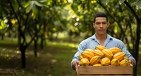 Young male farmer of Latin American descent holding wooden crate filled with fresh yellow cacao pods in lush green orchard plantation. Agricultural harvest and sustainable farming concept for agribusiness.