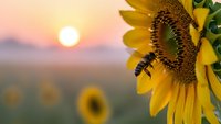 Sunflower with bee at golden sunset in field. Natural pollination scene with warm light and blurred background for agriculture and nature concepts.