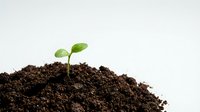 Young green seedling sprouting from rich dark soil against clean white background, symbolizing new life, growth and fresh beginnings for environmental concepts.