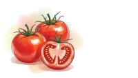 Fresh ripe red tomatoes with green stems and sliced half showing seeds, watercolor style illustration on white background for cooking and food design.