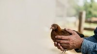 Close-up of weathered hands holding a young brown bird outdoors, suitable for wildlife, farming, nature education, and animal care content.